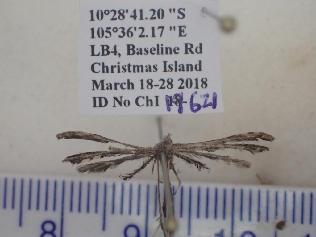 Trichoptilus inclitus