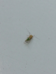 Heteropsylla