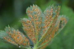 Trachyspora intrusa