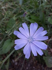 Cichorium intybus