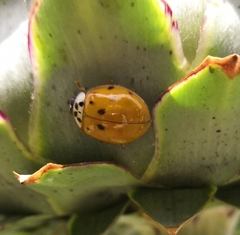 Coccinellini
