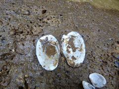 Atlanticoncha ochracea