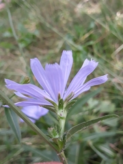 Cichorium intybus