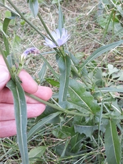 Cichorium intybus