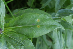 Puccinia caricis-montanae