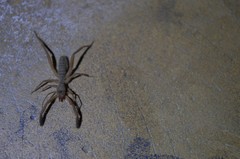 Gluvia dorsalis