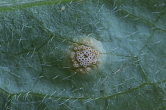 Puccinia caricis-montanae