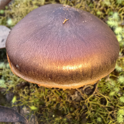 Cortinarius clelandii