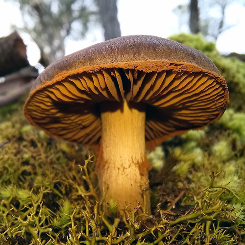 Cortinarius clelandii
