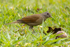Turdus leucomelas