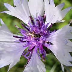 Anthophila
