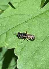 Ectemnius cephalotes