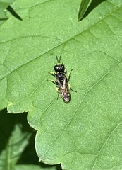 Ectemnius cephalotes