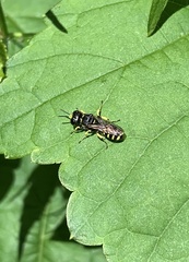Ectemnius cephalotes