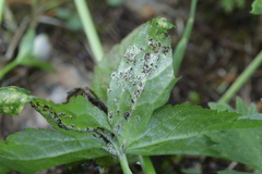 Puccinia astrantiae