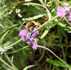Bombus pascuorum