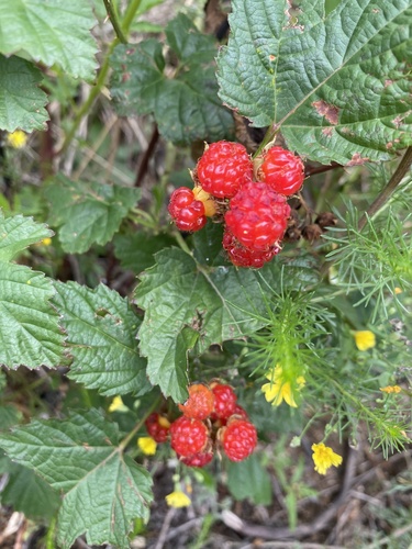 Korean Raspberry