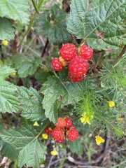 Rubus crataegifolius