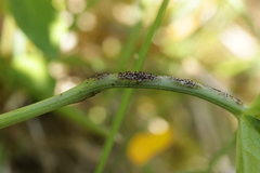 Puccinia astrantiae