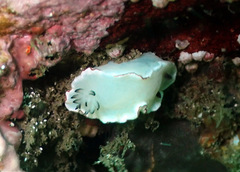Glossodoris angasi