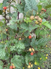 Rubus crataegifolius