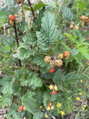 Rubus crataegifolius