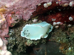 Glossodoris angasi