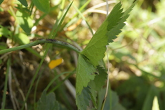 Puccinia astrantiae