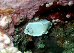 Glossodoris angasi