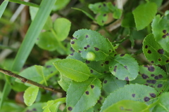 Exobasidium arescens