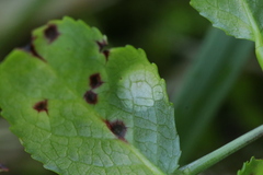 Exobasidium arescens