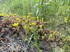 Sedum acre