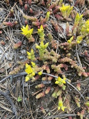 Sedum acre
