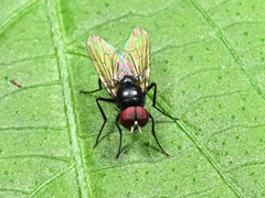 Hydrotaea chalcogaster