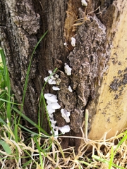 Fungi