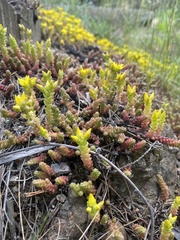 Sedum acre