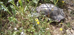 Testudo marginata