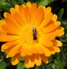 Heriades truncorum