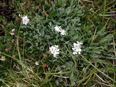 Achillea clavennae