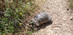 Testudo marginata