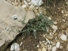 Achillea clavennae