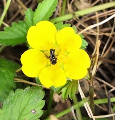 Diptera