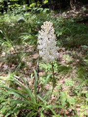 Amianthium