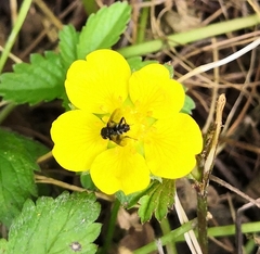 Diptera