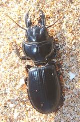 Scarites buparius