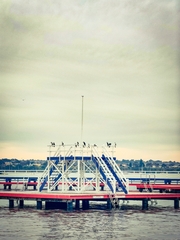 Phalacrocorax varius