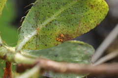 Chrysomyxa rhododendri