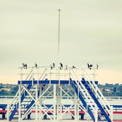 Phalacrocorax varius