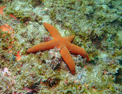 Image of Fromia polypora