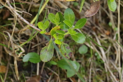 Chrysomyxa rhododendri